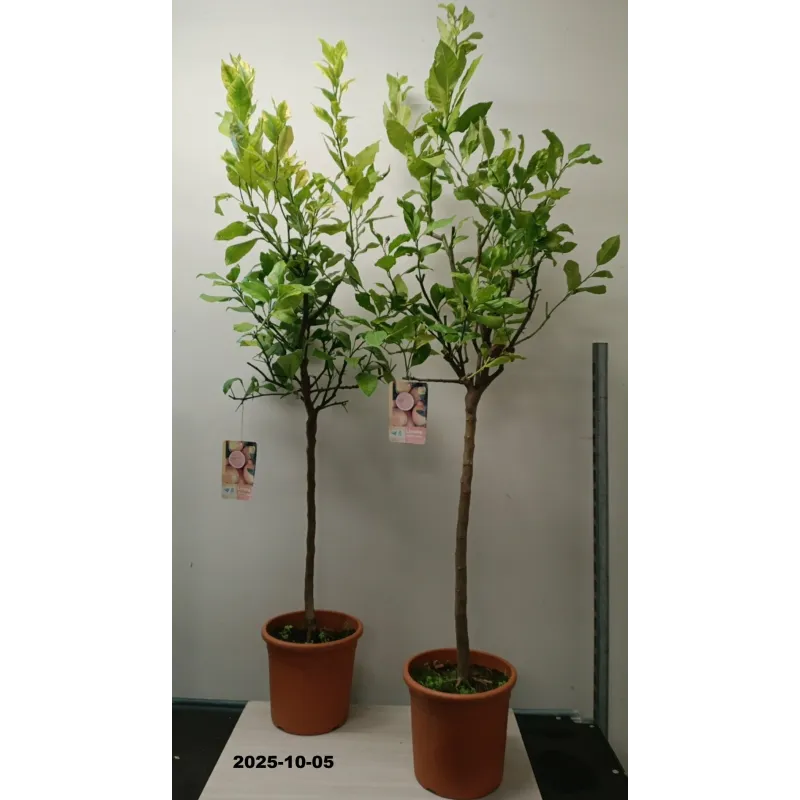 Citrinmedis - Citrus limon LEMON