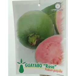 Guava - Psidium guajave ROSA