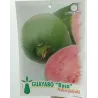 Guava - Psidium guajave ROSA