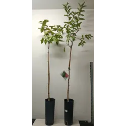 Guava - Psidium guajave ROSA