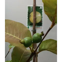 Retų ir egzotinių augalų prekyba internetu ir pristatymas į namus