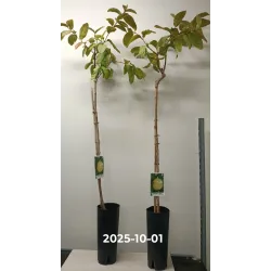 Retų ir egzotinių augalų prekyba internetu ir pristatymas į namus