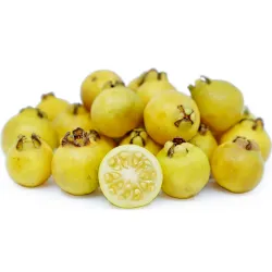 Guava - Psidium guajave LIMON