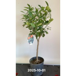 Apelsinmedis - Citrus sinensis WASHINGTON (užsakymas 2026 m. gegužės pristatymui)