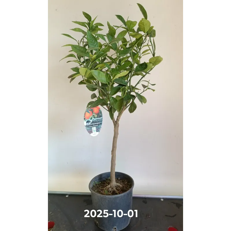 Apelsinmedis - Citrus sinensis WASHINGTON (užsakymas 2026 m. gegužės pristatymui)