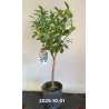 Apelsinmedis - Citrus sinensis WASHINGTON (užsakymas 2026 m. gegužės pristatymui)