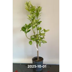 Citrus limon x paradiso LIPO