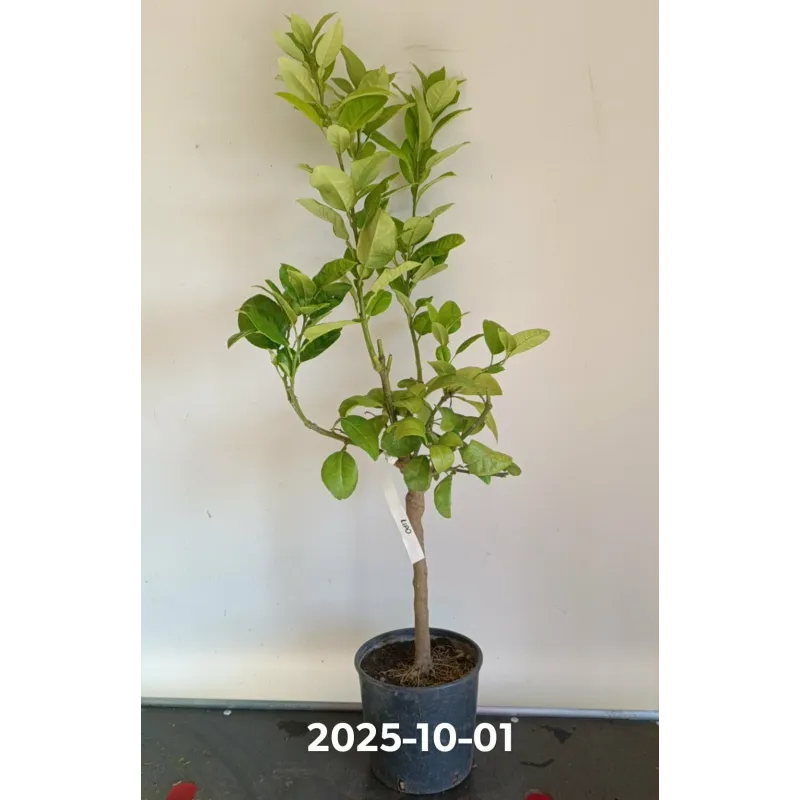 Citrus limon x paradiso LIPO