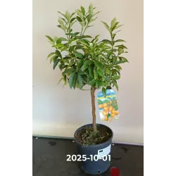 Kinkanas - Citrus margarita KUMQUAT