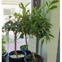 Egzotiniai augalai internetu