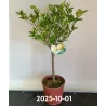 Citrusas saldusis laimas - Citrus limetta PURCHA