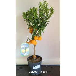 Citrus Myrtifolia Chinotto Stem