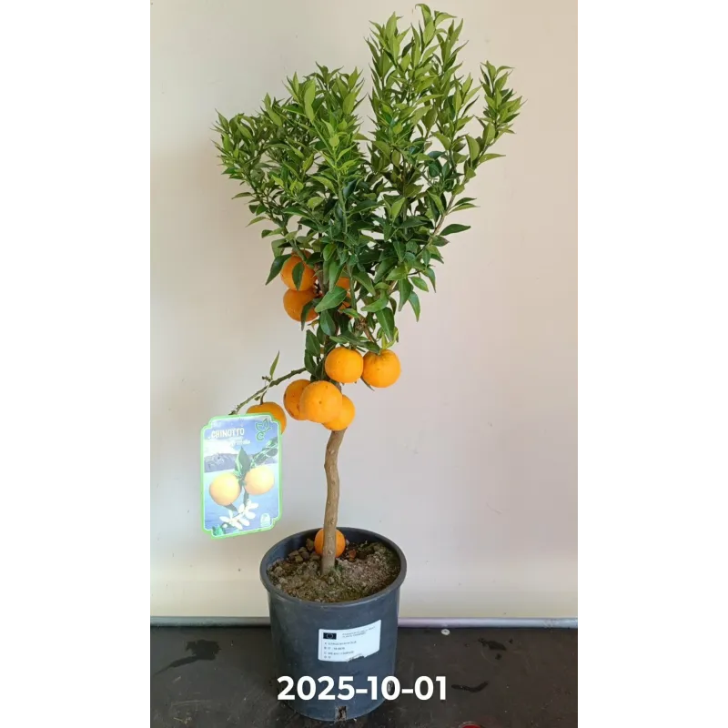 Citrus Myrtifolia Chinotto Stem