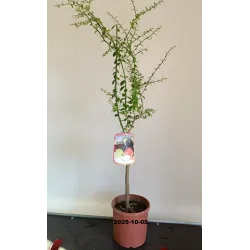 Egzotiniai augalai internetu