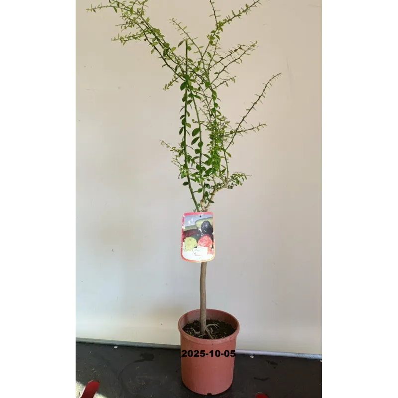 Australinis laimas - Citrus australasica