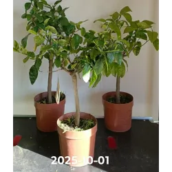 Greipfrutas – Citrus paradisii GRAPEFRUIT