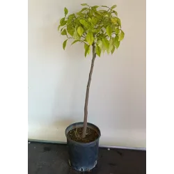 Egzotiniai augalai internetu