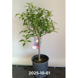 Citrusas - Citrus YUZU