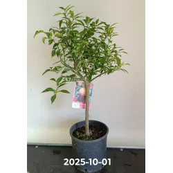 Citrusas - Citrus YUZU