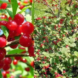 Prunus tomentosa FLAMINGO