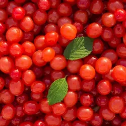 Prunus tomentosa FLAMINGO