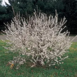 Prunus tomentosa FLAMINGO