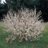 Prunus tomentosa FLAMINGO