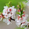 Prunus tomentosa FLAMINGO