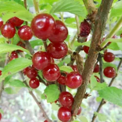 Pūkuotoji vyšnia - Prunus tomentosa FLAMINGO (Flamenco)