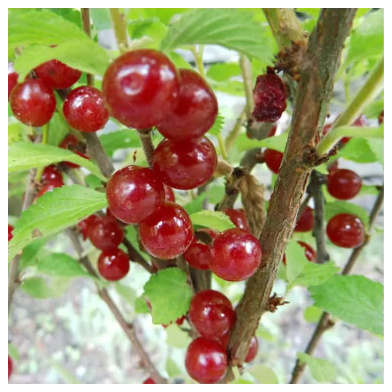 Prunus tomentosa FLAMINGO