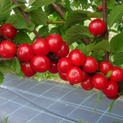 Pūkuotoji vyšnia - Prunus tomentosa NATALY