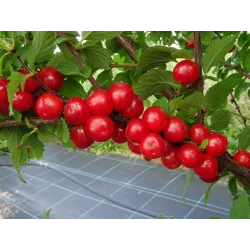 Nanking cherry - Prunus tomentosa NATALY