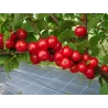 Nanking cherry - Prunus tomentosa NATALY