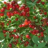 Nanking cherry - Prunus tomentosa EFIMKA