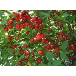 Pūkuotoji vyšnia - Prunus tomentosa EFIMKA