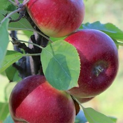 Žagarės sodų vaismedžiai internetu su pristatymu į namus