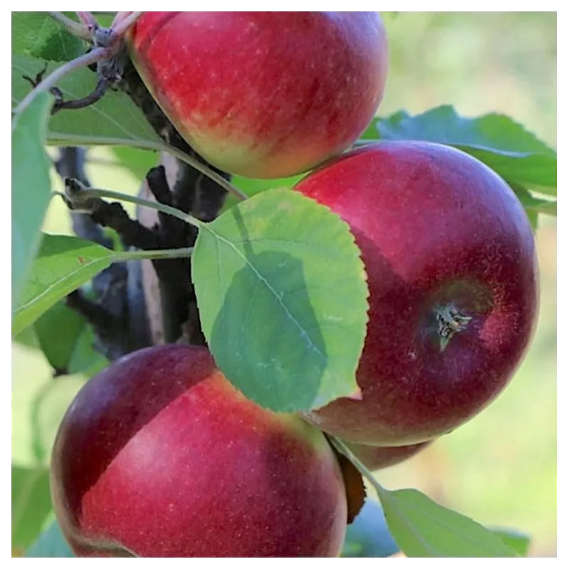 Obelų sodinukai internetu su pristatymu į namus