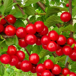 Pūkuotoji vyšnia - Prunus tomentosa TATJANA