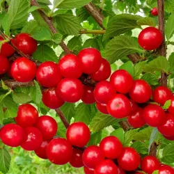 Pūkuotoji vyšnia - Prunus tomentosa TATJANA