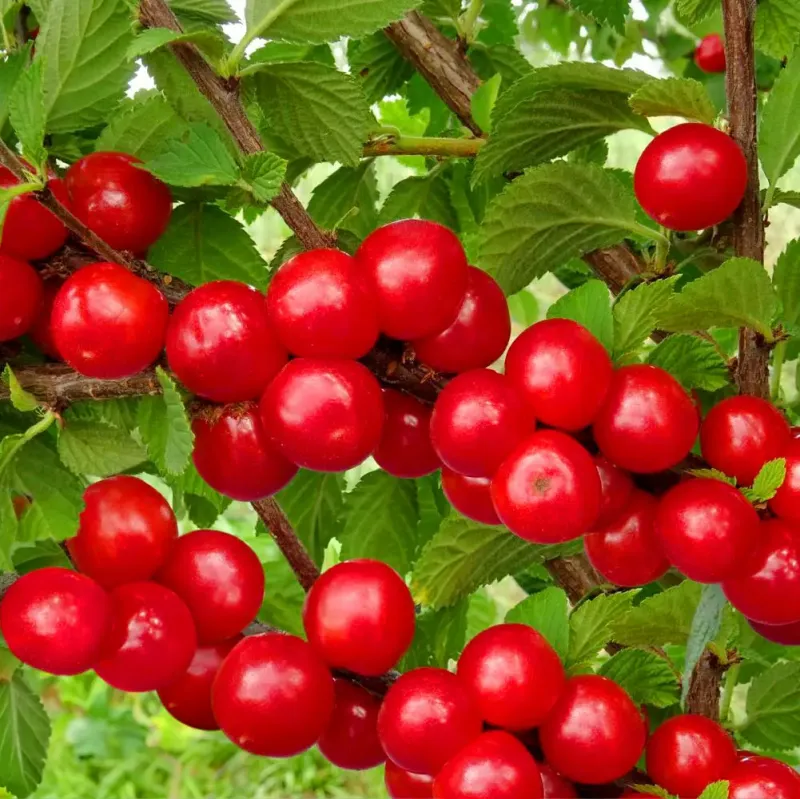 Nanking cherry - Prunus tomentosa TATJANA (TANYA-TANYUSHA)