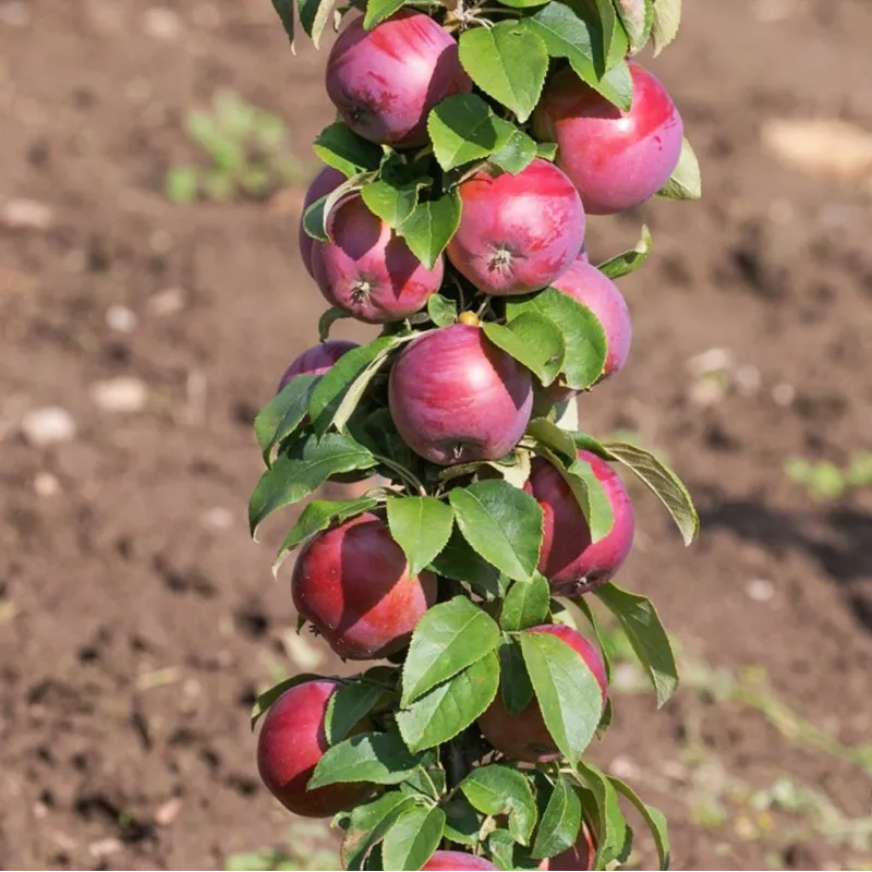 Žagarės sodų vaismedžiai internetu su pristatymu į namus