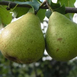 Kriaušė - Pyrus communis BELORUSKAJA POZDNIAJA