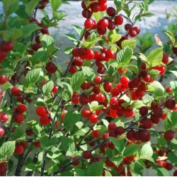 Pūkuotoji vyšnia - Prunus tomentosa CAREVNA