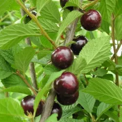 Pūkuotoji vyšnia - Prunus tomentosa DAMANKA