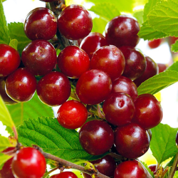 Nanking cherry - Prunus tomentosa CYGANKA