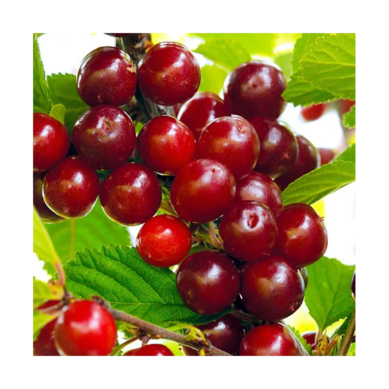 Pūkuotoji vyšnia - Prunus tomentosa CYGANKA