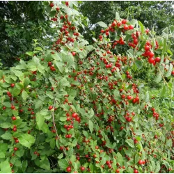 Pūkuotoji vyšnia - Prunus tomentosa CYGANKA