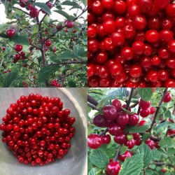 Pūkuotoji vyšnia - Prunus tomentosa ALISA