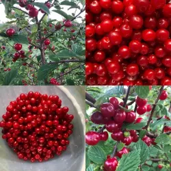 Pūkuotoji vyšnia - Prunus tomentosa ALISA