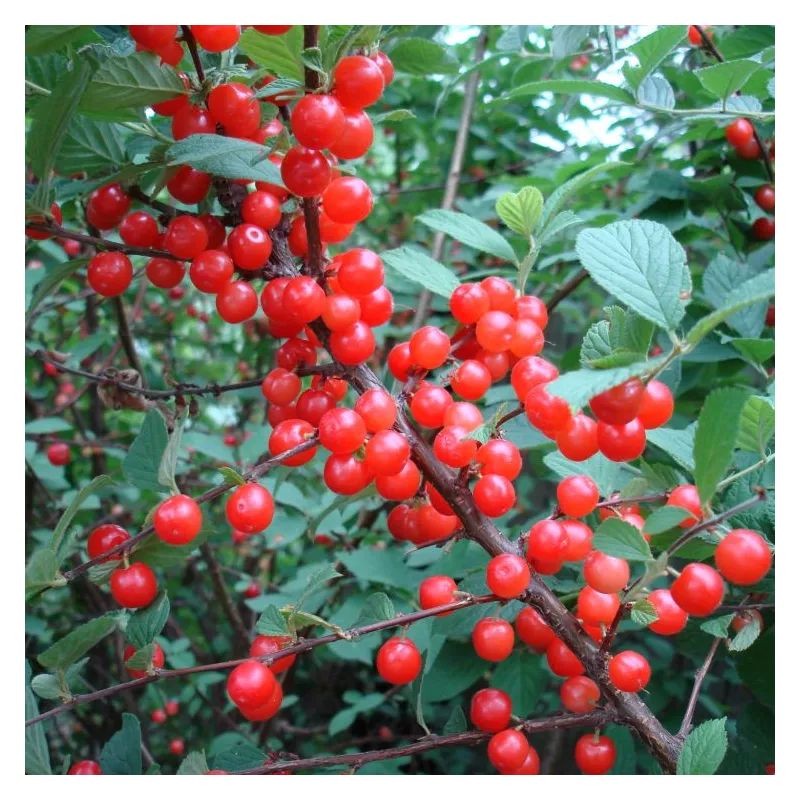 Pūkuotoji vyšnia - Prunus tomentosa RED NINJA